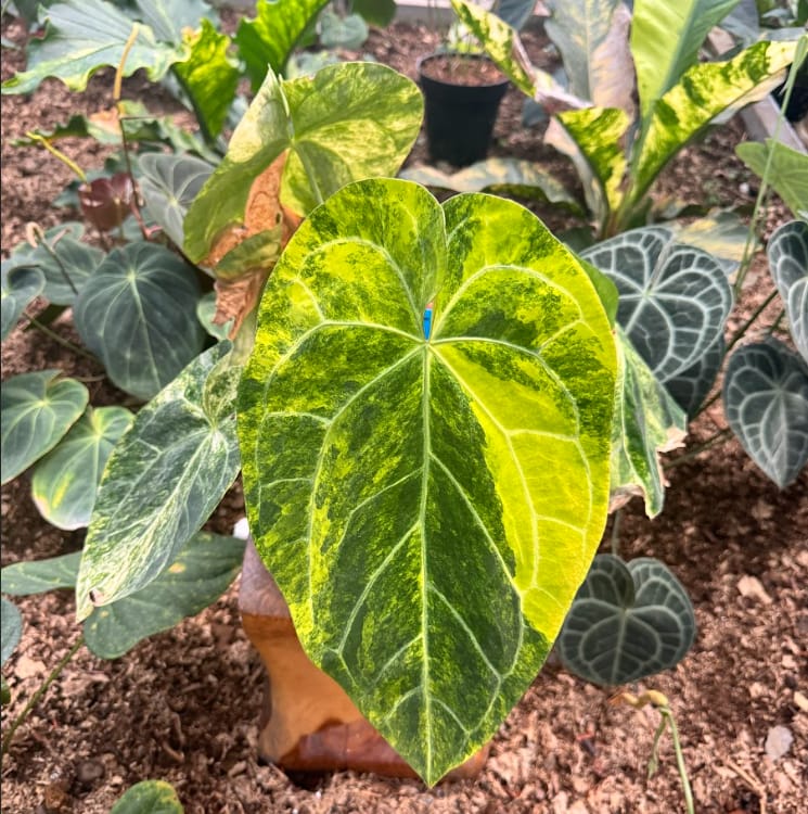 Plants Variegated
